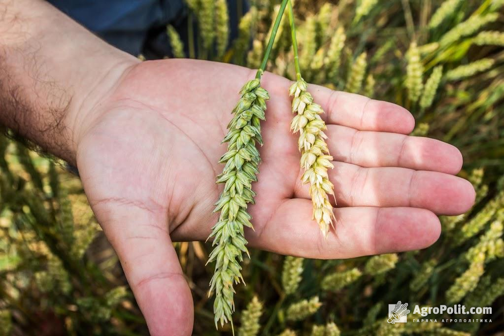 МЕРТ компенсуватиме аграріям збитки від посухи з резервного фонду бюджету – текст урядової постанови