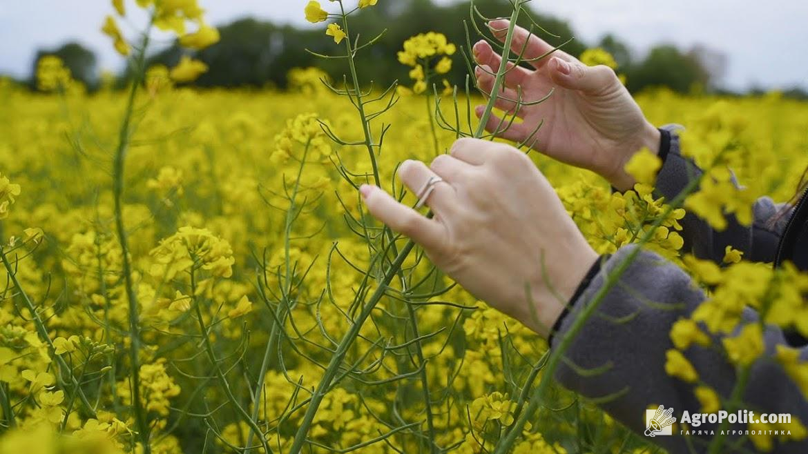 Понад 90% ріпаку Україна цього сезону експортувала до ЄС