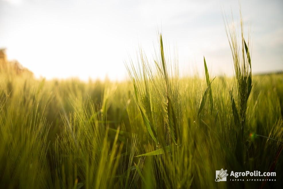 Названо області-лідери за обсягами збору врожаю