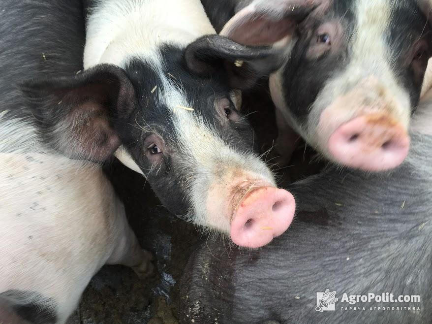 Змінено правила ввезення в Україну продуктів тваринного походження