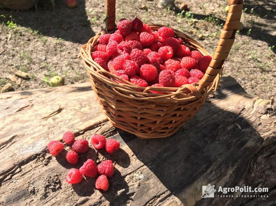 Названо країни-лідери з купівлі українських продуктів садівництва 