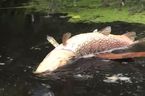 Названо причини масового мору риби у водоймах України