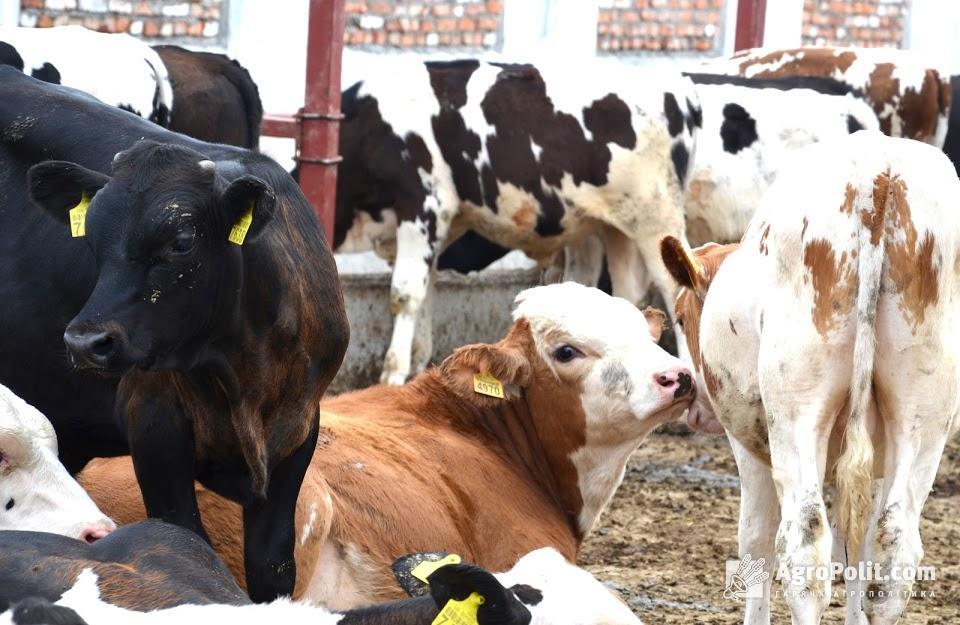 В Україні суттєво скоротилося поголів'я ВРХ, свиней і птиці