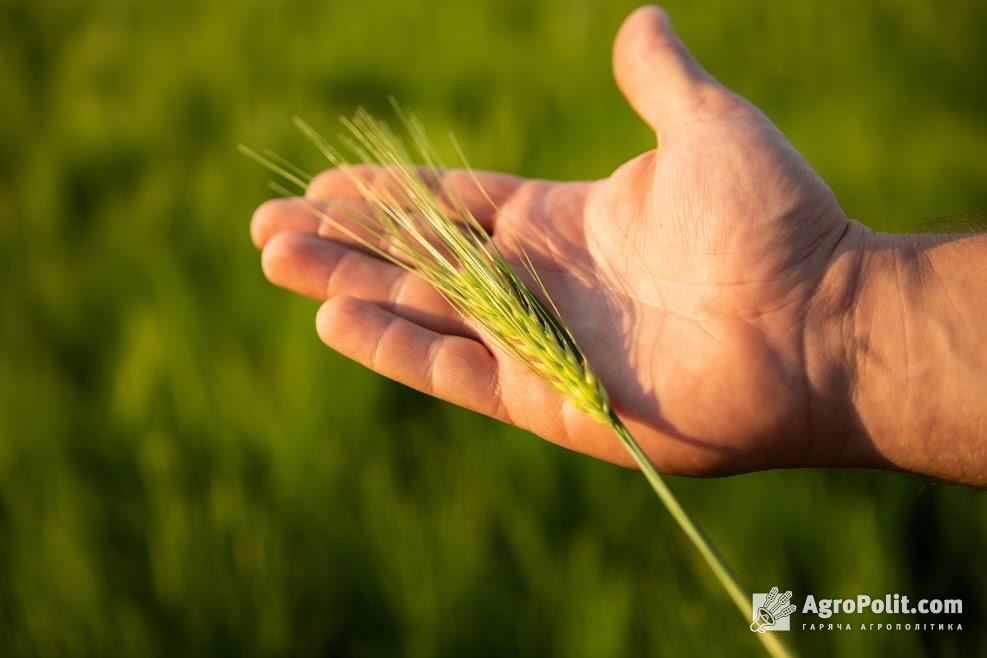 Через нестачу врожаю аграрії не зможуть виконати своїх зобов'язань за форвардними контрактами, —  нардеп