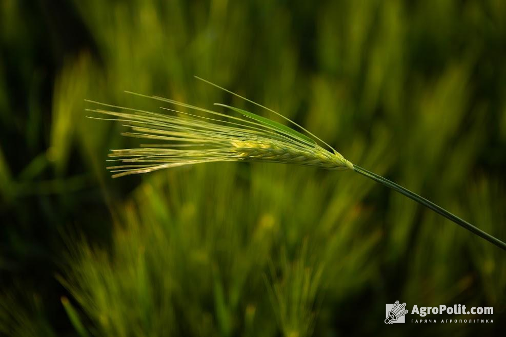 Аграрії завершують збір урожаю кукурудзи та сої