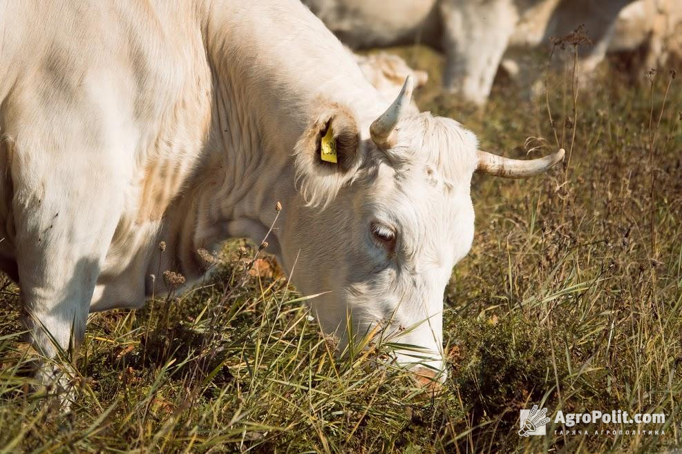 У 2021 році імпорт молочних продуктів в Україну зріс на 99,9% 