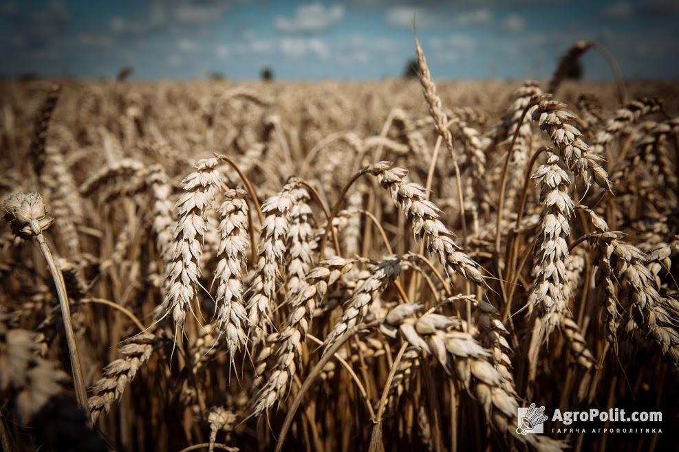 Озвучено прогноз цьогорічного врожаю сільгоспкультур