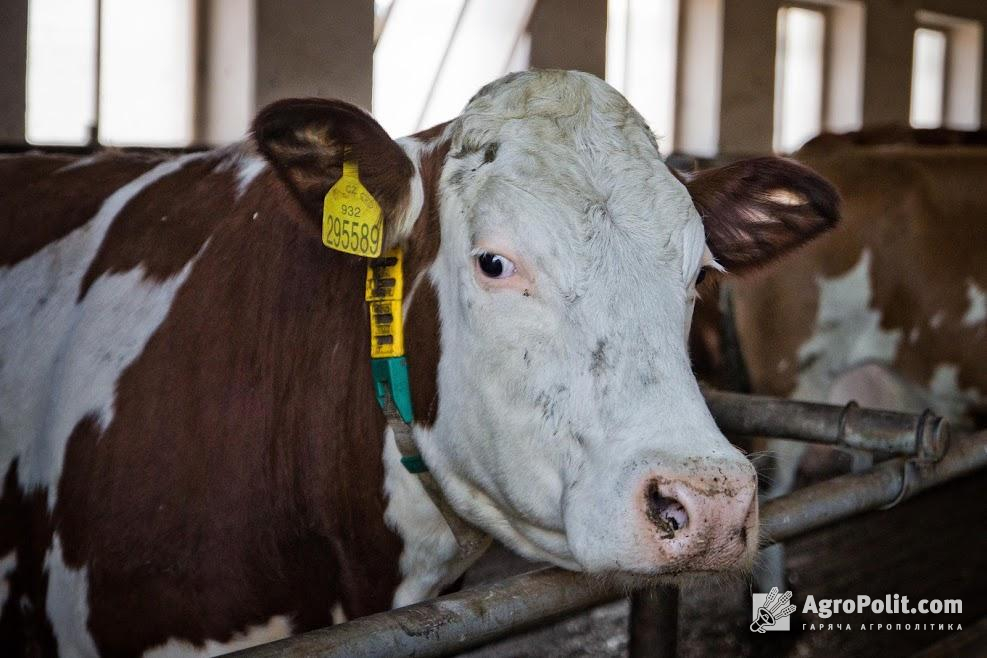 Україна підтвердила право експорту молока та молочної продукції до ЄС