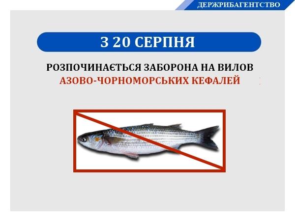 В Україні до 10 вересня діє заборона на вилов азово-чорноморських кефалей