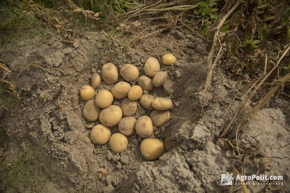 Мінагрополітики планує розширити програму підтримки картоплярства