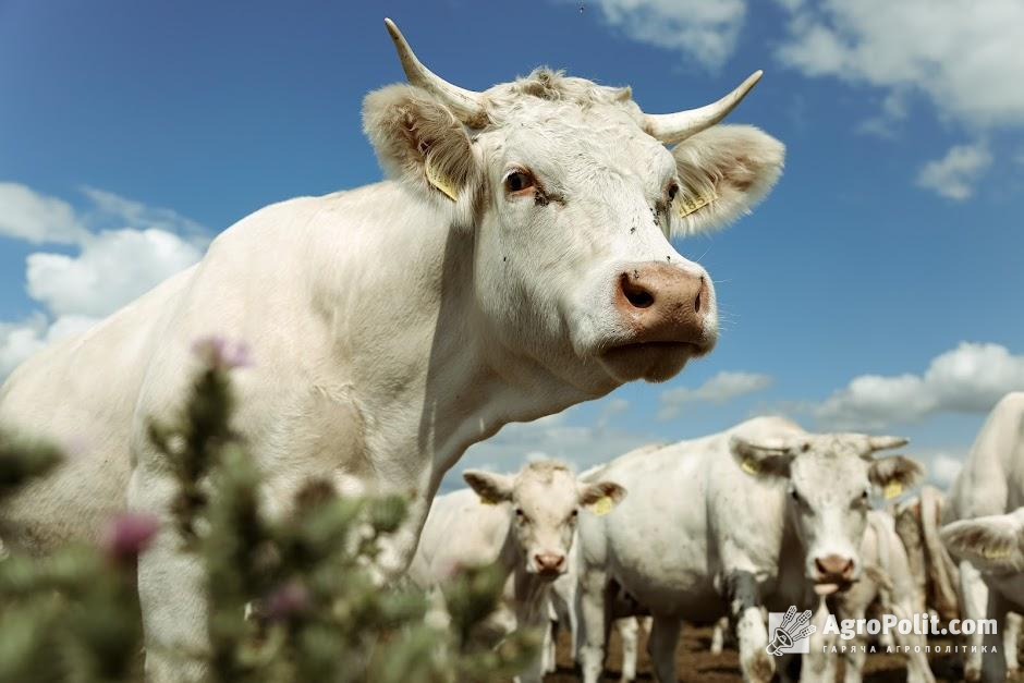 Оприлюднено порівняння місця України у світовому експорті агропродукції у 1990/1991 МР і 2020/2021 МР