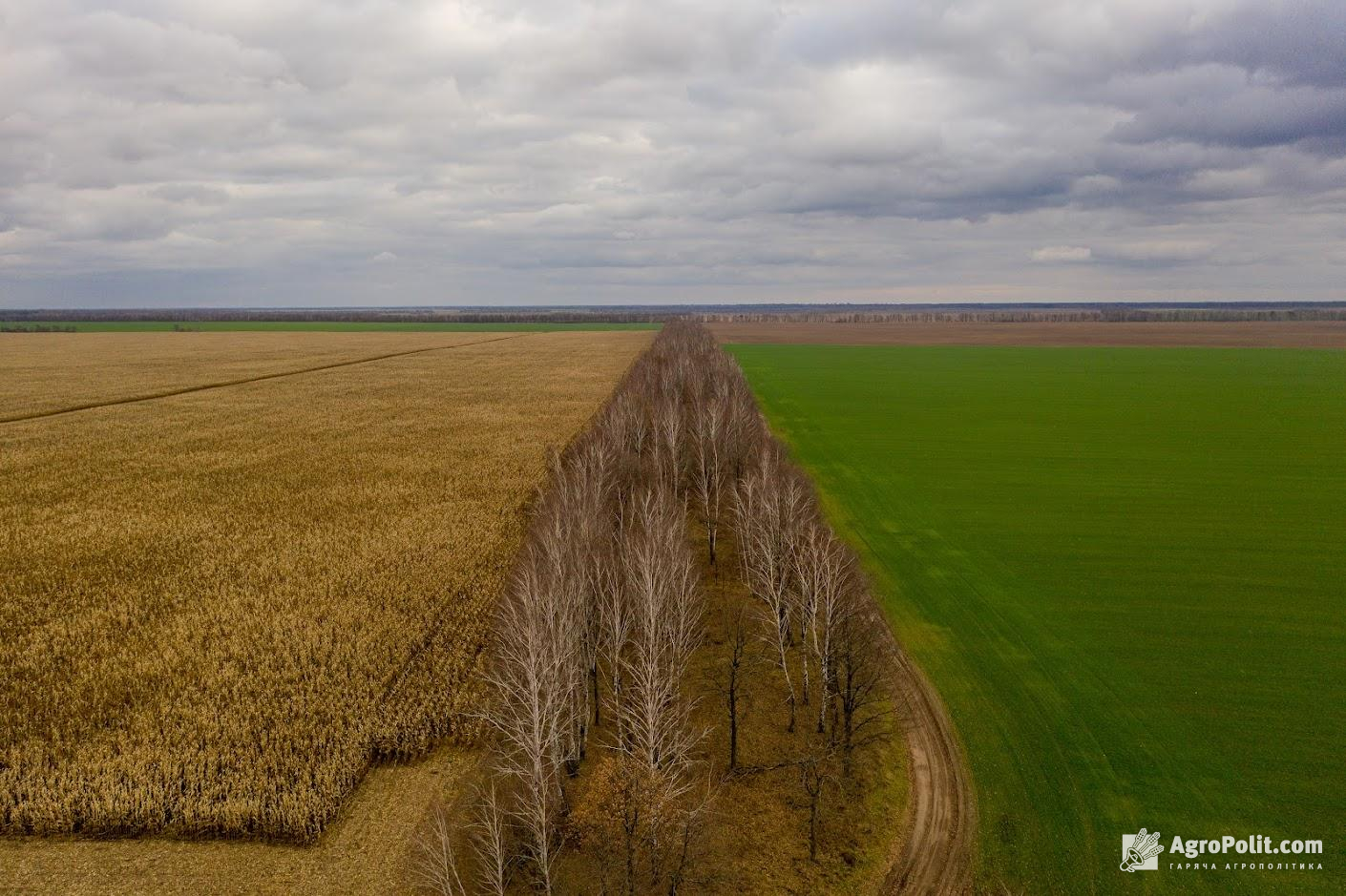 Близько 10% площ в Україні можуть залишитися невикористаними під час посівної кампанії через ризик їх замінування