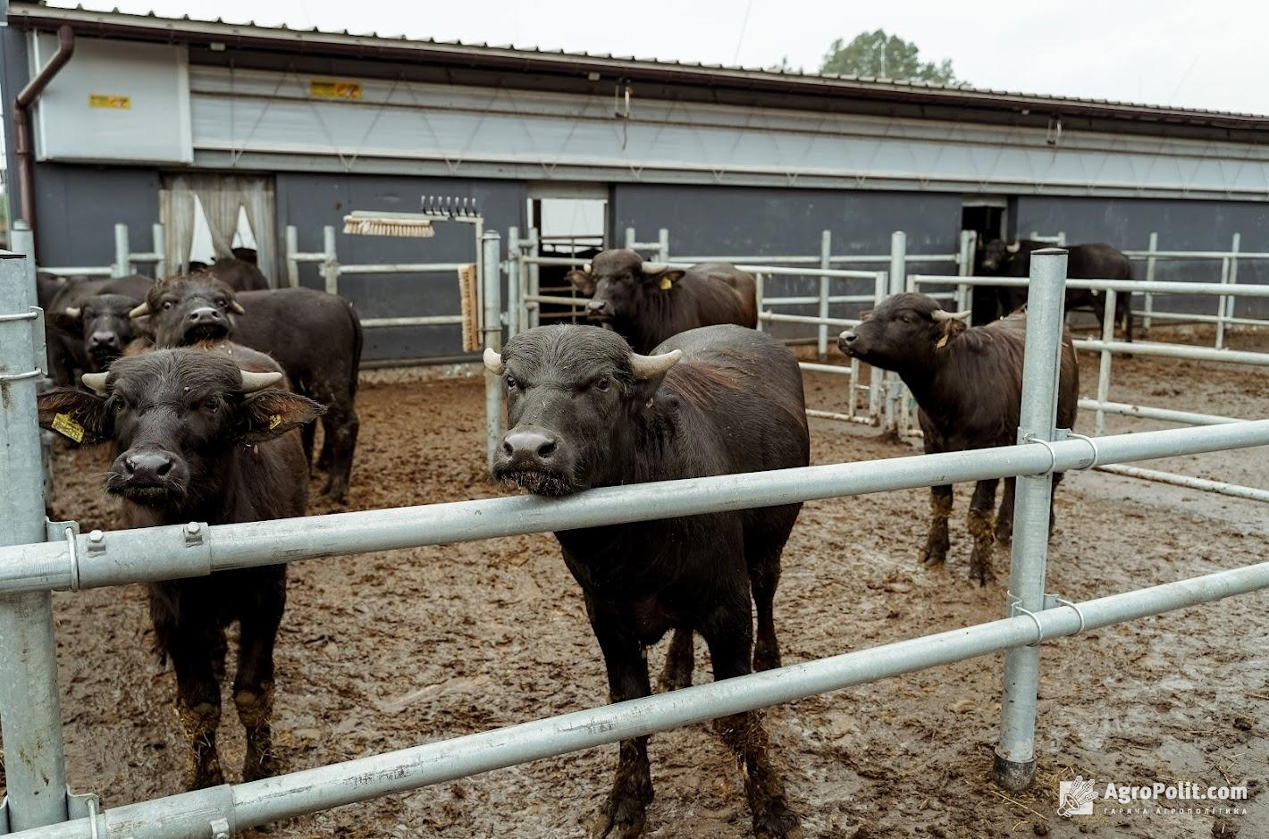 Змінено умови транзиту продукції тваринного походження через ЄС, — Держпродспоживслужба