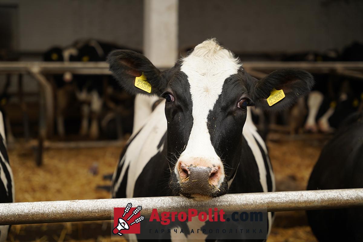 Уряд змінив умови транзиту продукції тваринного походження через ЄС