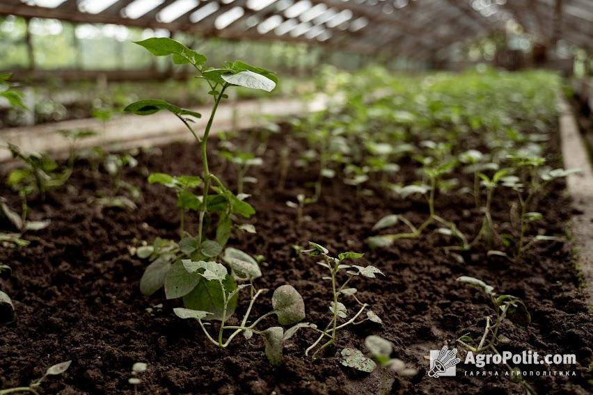 Аграрії отримали майже півмільярда на створення садів та теплиць