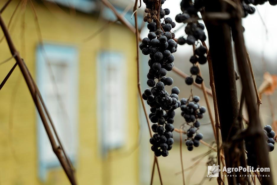 Законопроект регламентує використання ароматизованих винних продуктів