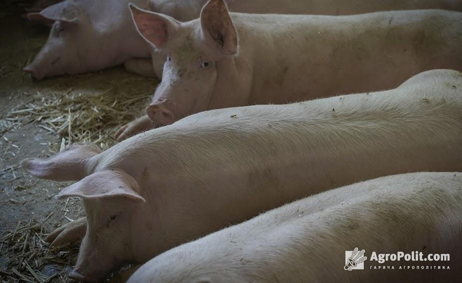 Ціни на свиней забійних кондицій не змінили низхідного вектору