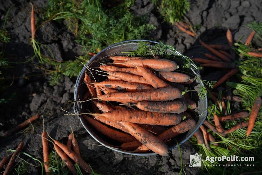 Остаточна ціна залежить від якості пропонованої продукції та обсягу партії моркви