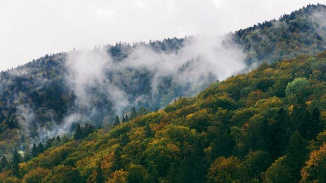 В Україні вирішили уніфікувати догляд за лісами