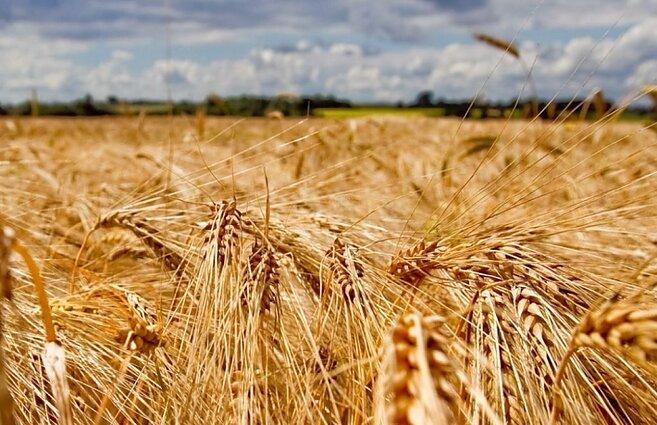 Після початку війни суттєво підвищилися ціни на зерно