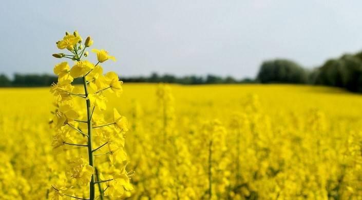 У цій фазі паралельно відбуваються процеси створення і зменшення врожаю